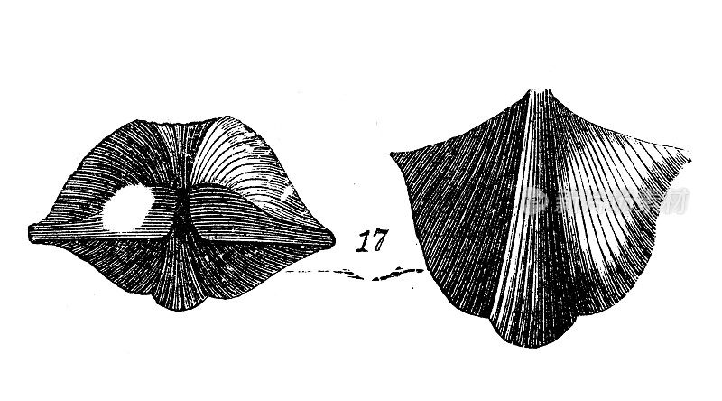 古董插图，地质和化石:Spirifer Calcaratus